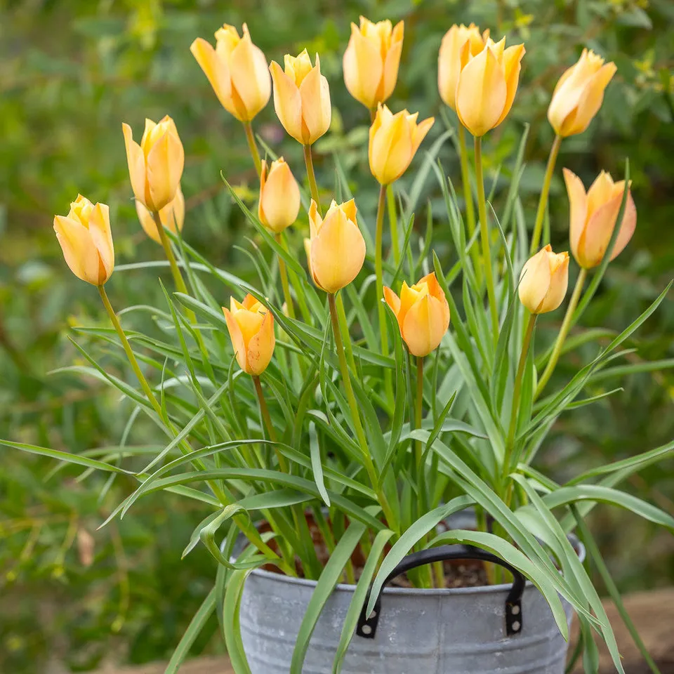 Sarah Raven Bulbs Tulipa Bronze Charm Blumenzwiebeln 10 Stück