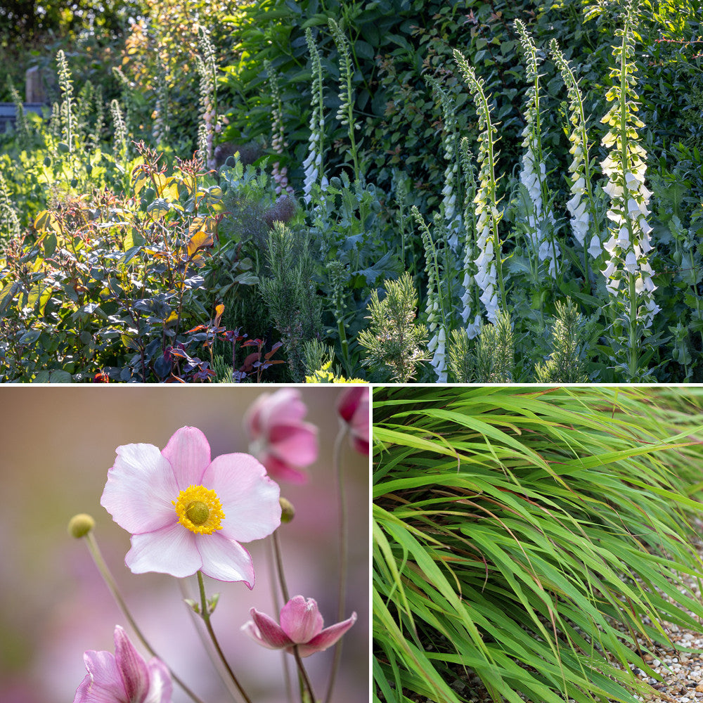 Sarah Raven Plants Shady Border Pflanzen 18x 9cm Schatten