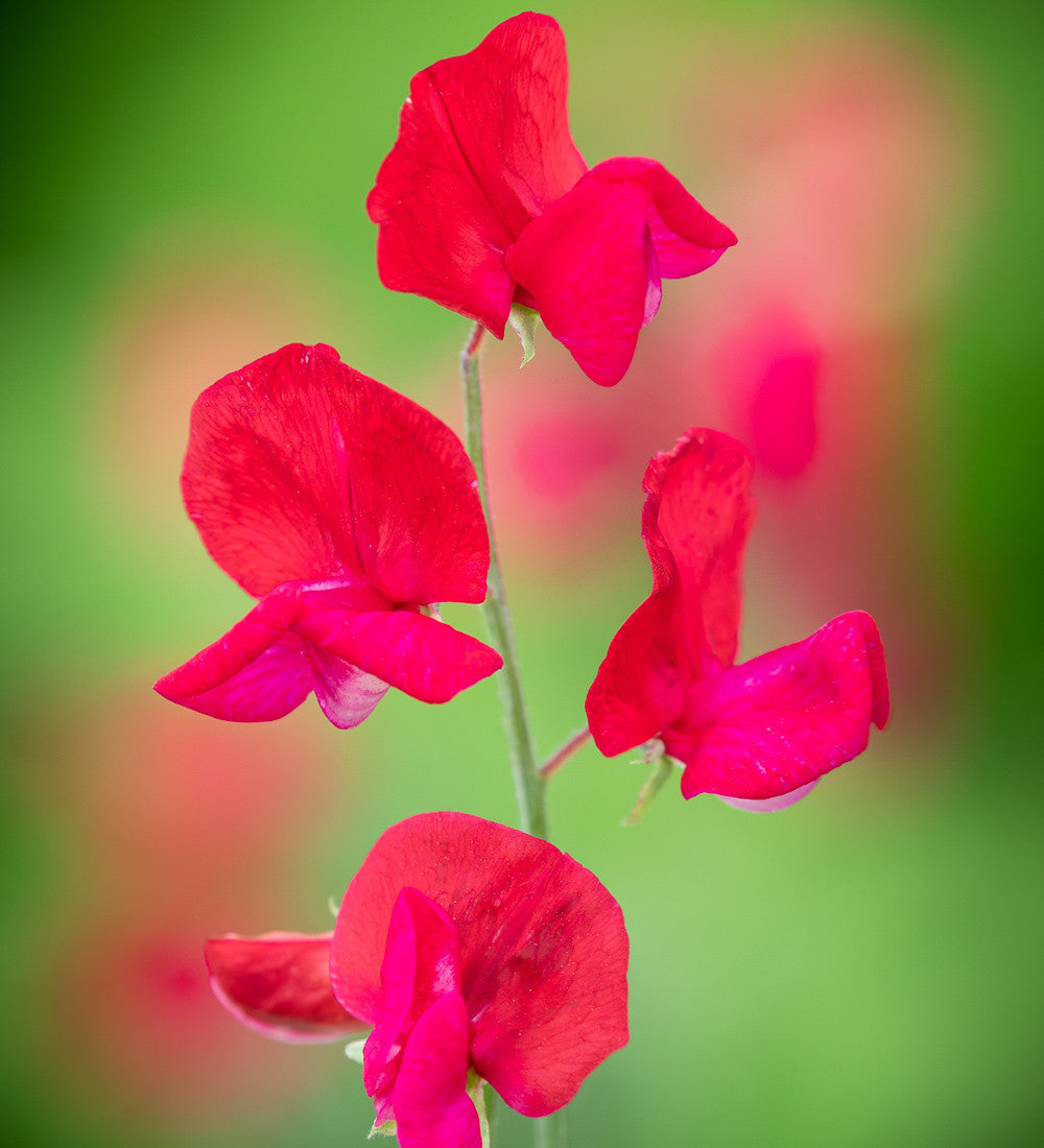 Sarah Raven Seeds Sweet Peas Blumensamen 6 Packungen Duft
