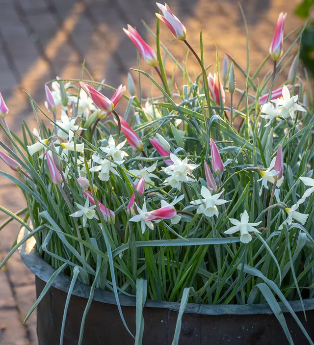 Sarah Raven Bulbs Dainty Bulb Lasagne Blumenzwiebeln 30 Stück Tulpe Narzisse