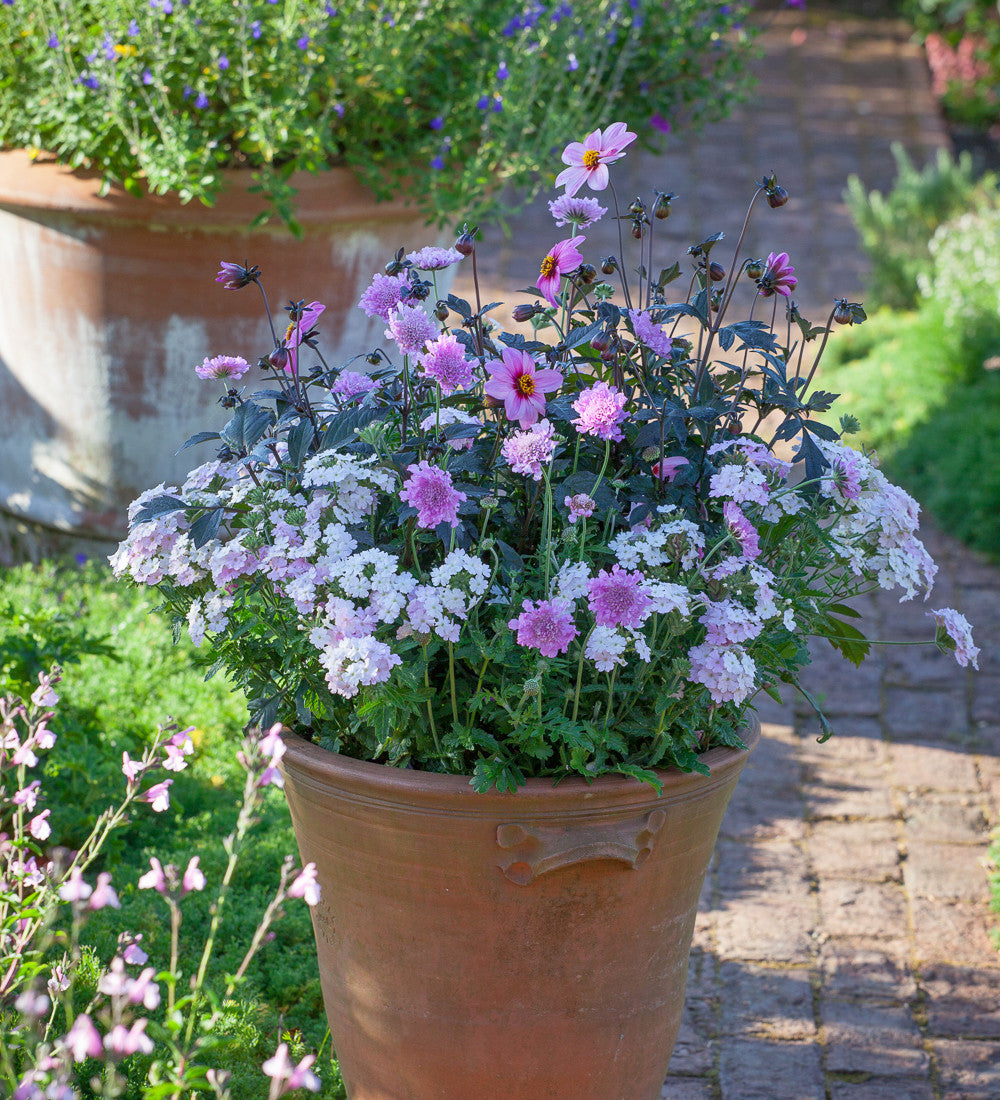 Sarah Raven Plants Butterfly Pink Topfpflanzen 6x9cm Set