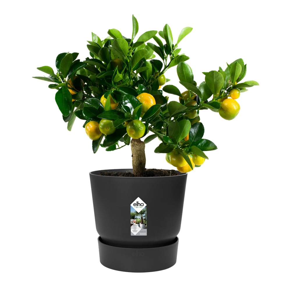 elho Greenville Rund 30 Blumentopf Living Schwarz 2er Set