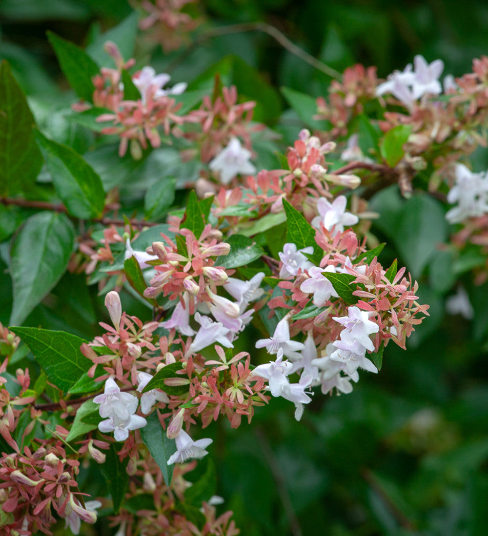 Sarah Raven Plants Abelia grandiflora Strauch 2 Liter Topf