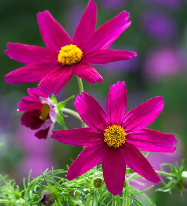 Sarah Raven Cosmos Sonata Carmine Blumensamen 50 karminrot