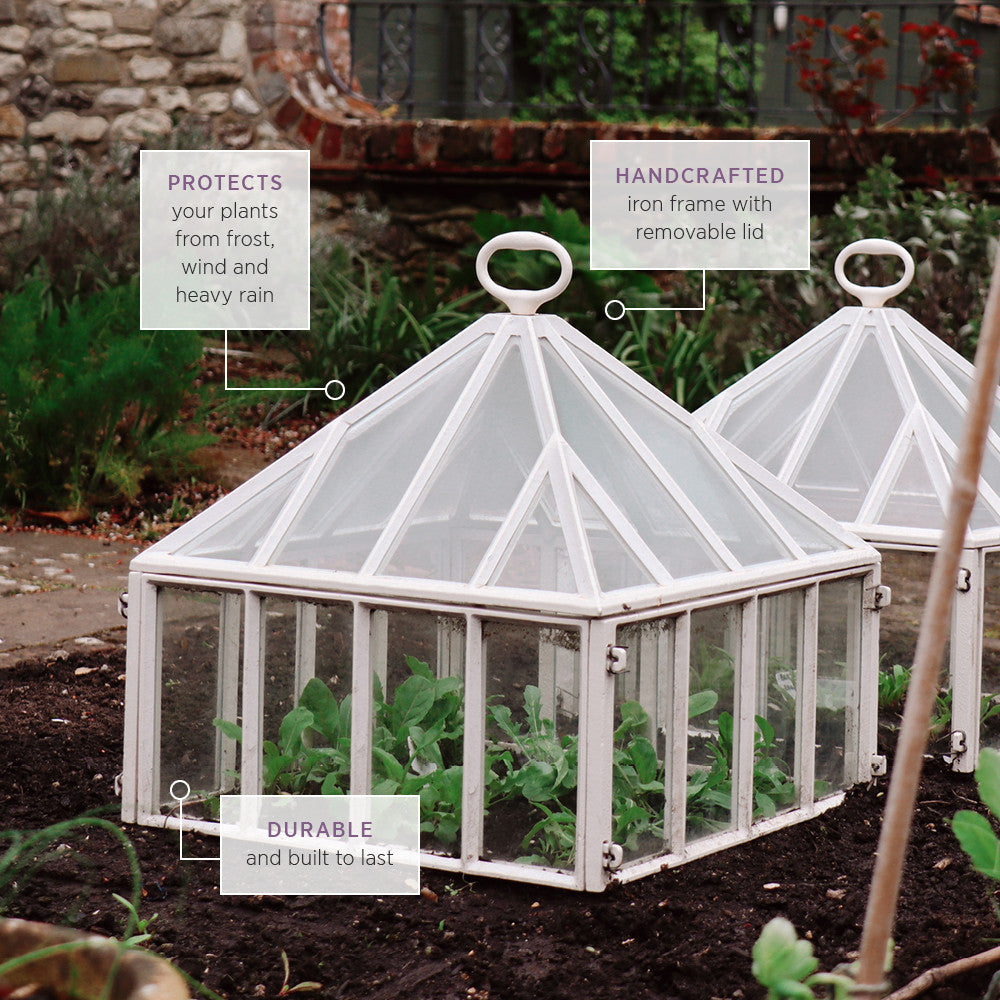 Sarah Raven Claverton Square Cloche Pflanzglocke Glas 45cm einzeln