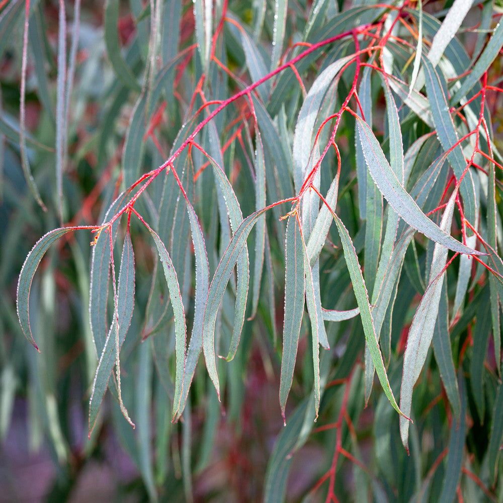 Sarah Raven Plants Eucalyptus nicholii Pflanze 2-Liter-Topf duftend