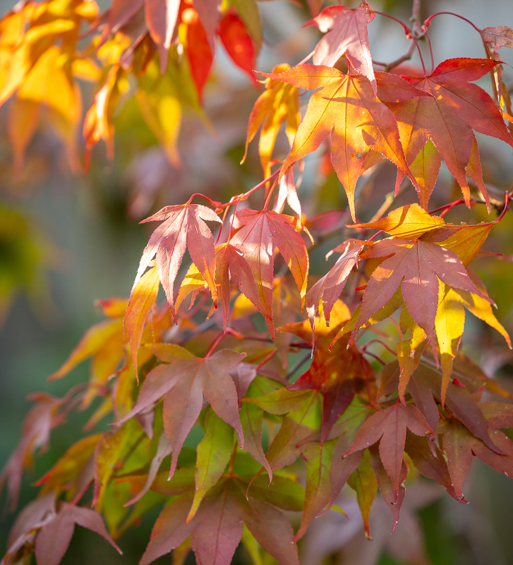 Sarah Raven Plants Acer Osakazuki Fächerahorn 2 Liter Topf
