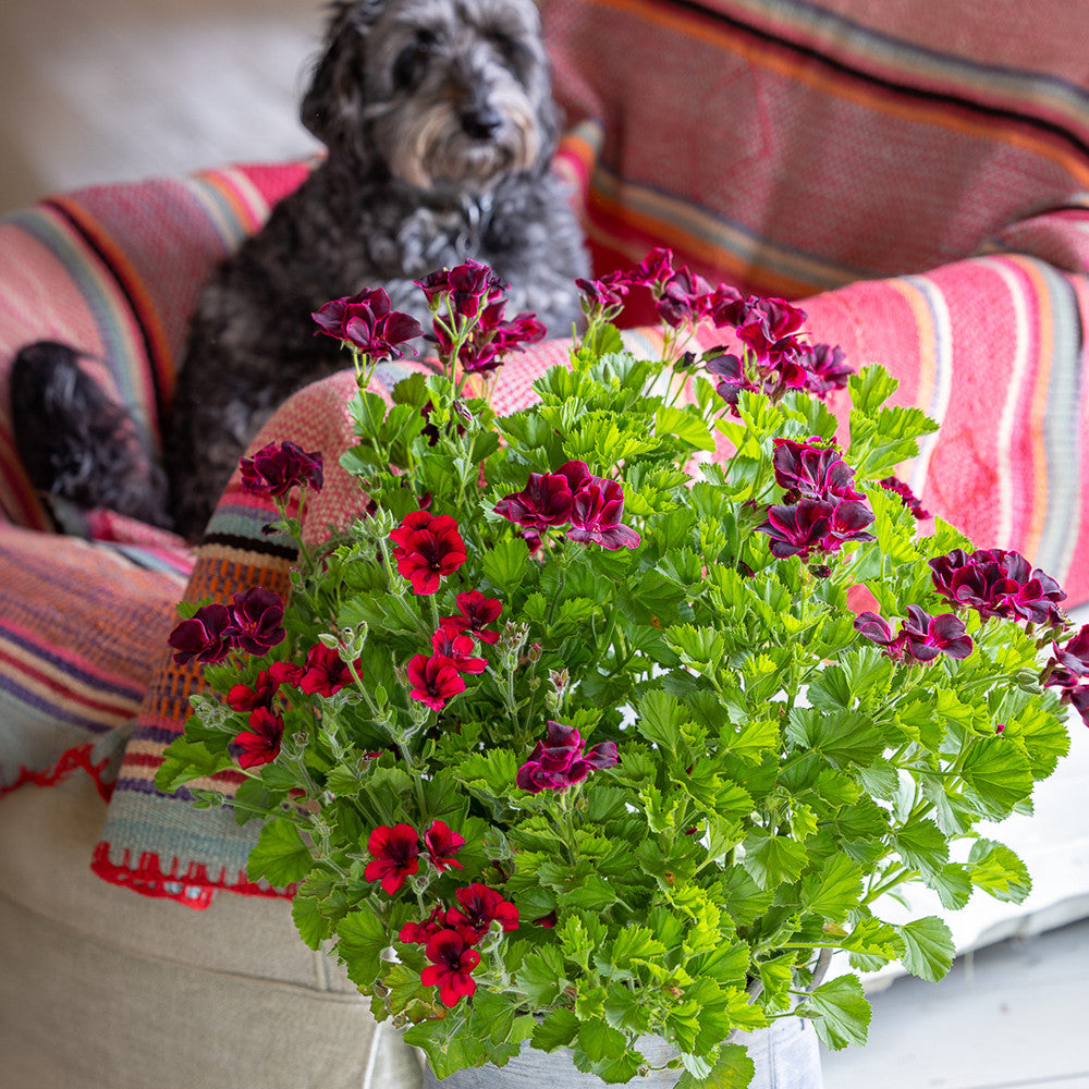 Sarah Raven Plants Venetian Pelargonium Kollektion Pflanze 3x 9cm Topf