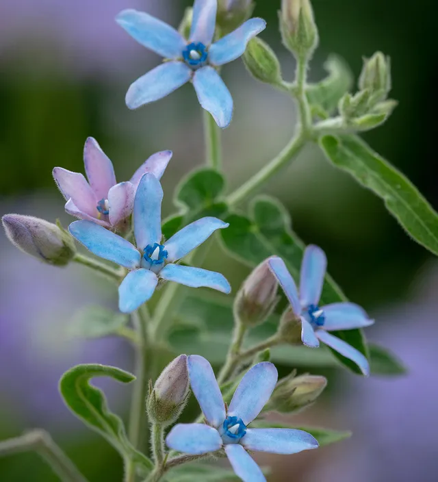 Sarah Raven Seeds Tweedia coerulea Samen 25 Samen blau