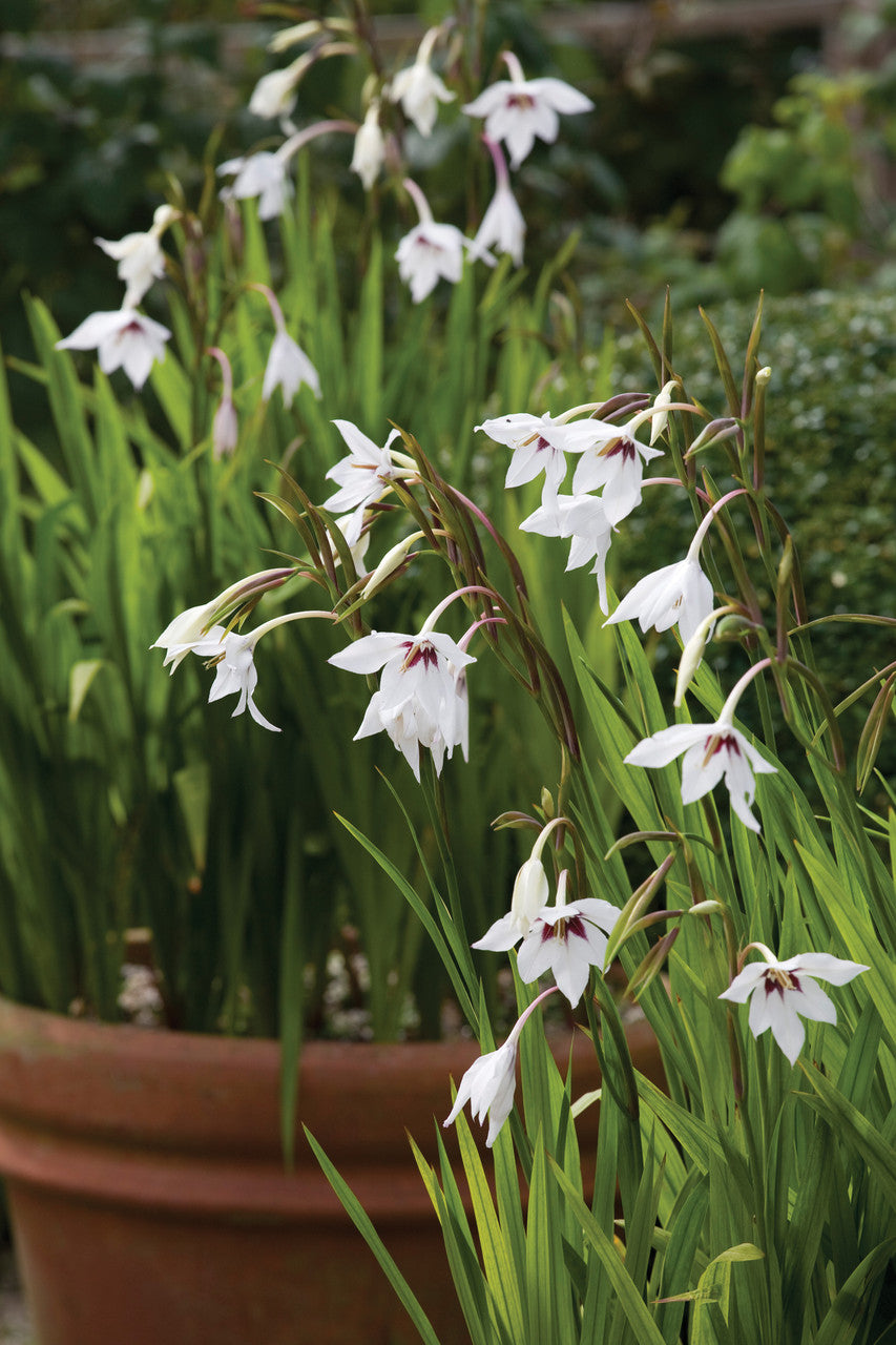 Sarah Raven Acidanthera Murielae Blumenzwiebeln 30 Knollen Duft