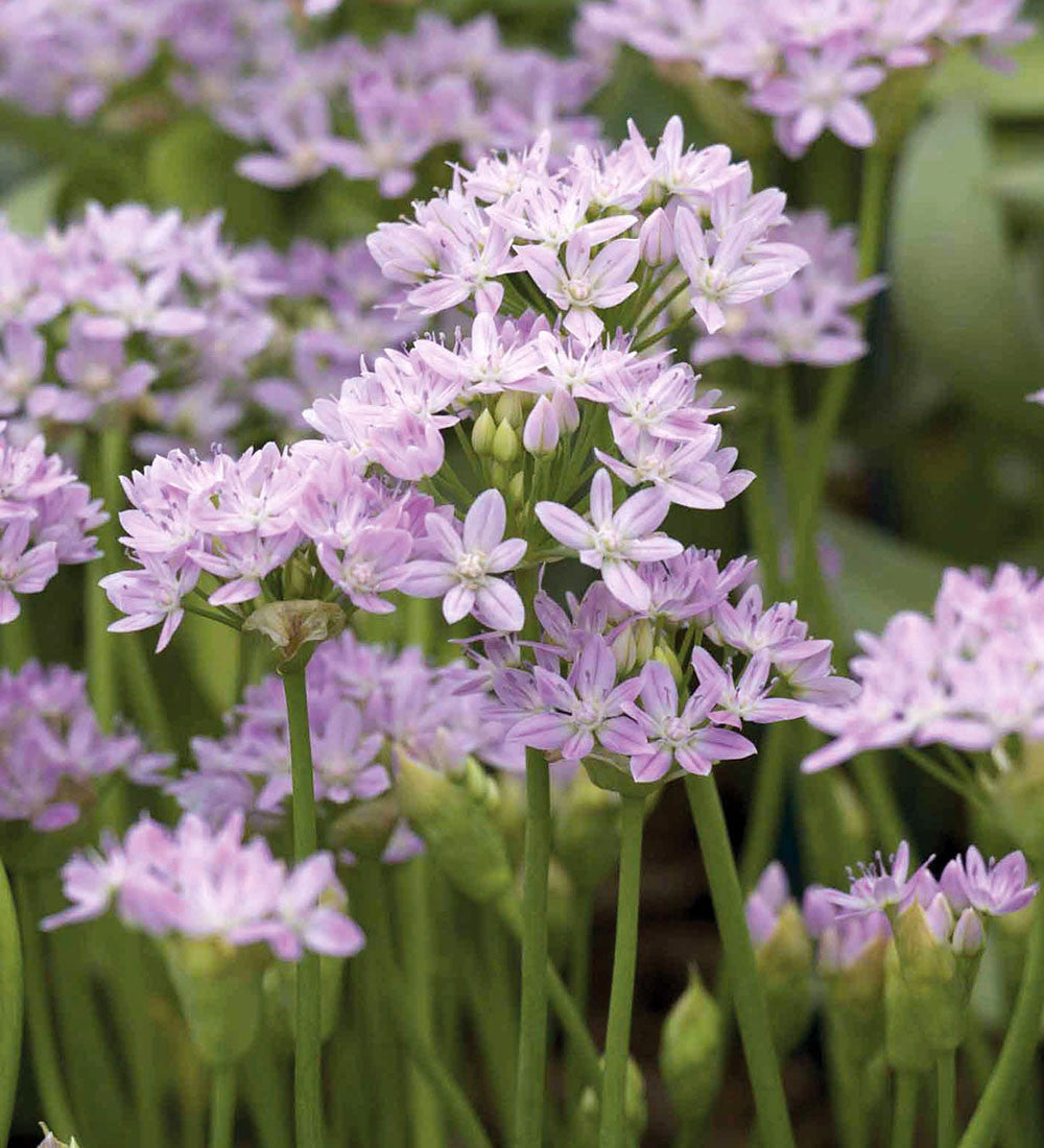Sarah Raven Bulbs Zierlauch New Allium Kollektion 33 Zwiebeln