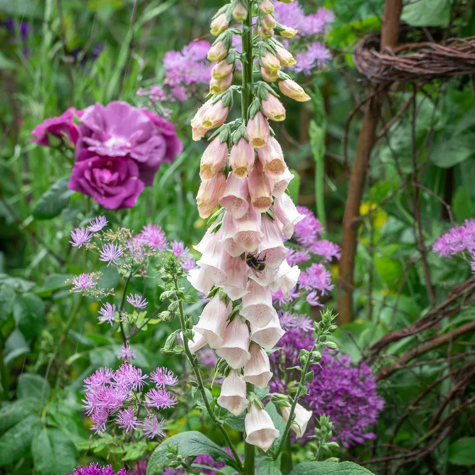 Sarah Raven Plants Digitalis purpurea Suttons Apricot Fingerhut 150 Samen rosa