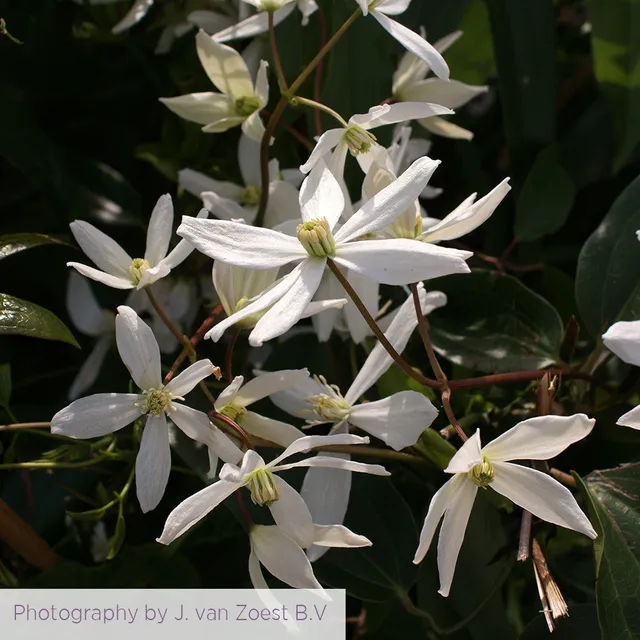 Sarah Raven Plants Clematis Snowdrift Pflanze 2 Liter Topf weiß