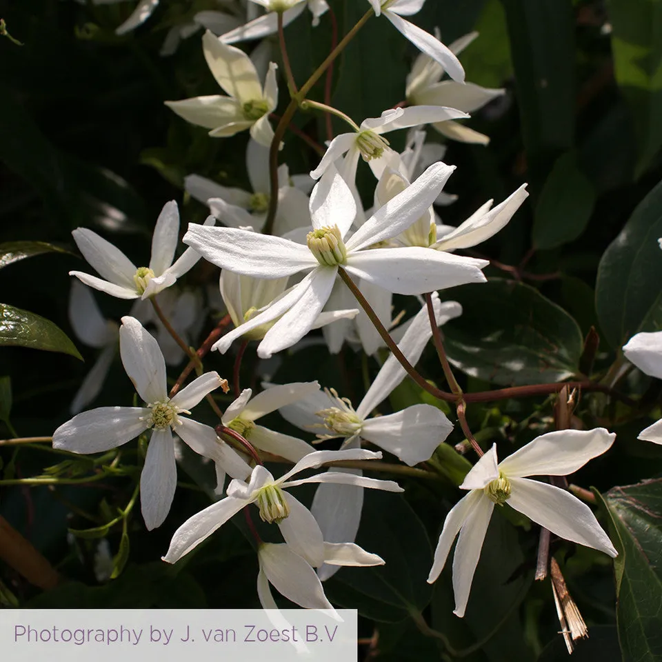 Sarah Raven Plants Clematis Snowdrift Pflanze 2 Liter Topf weiß