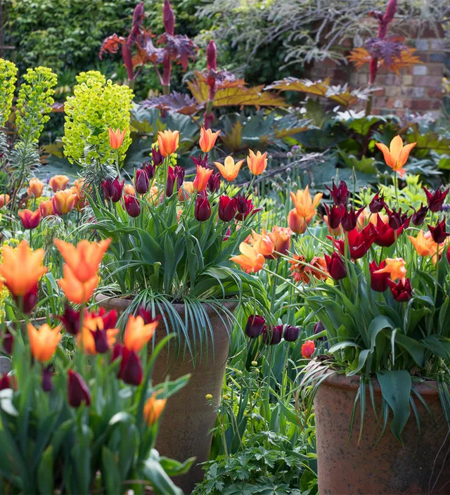 Sarah Raven Bulbs Lily Tulip Blumenzwiebeln 15 Stück April-Mai