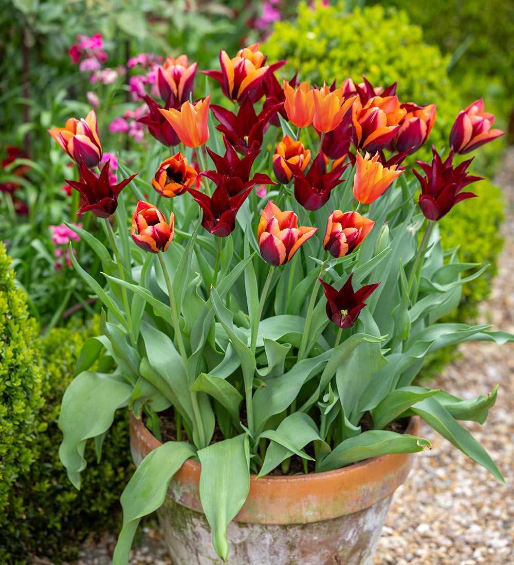 Sarah Raven Sultans Palace Tulpen Blumenzwiebeln 30 Stück rot