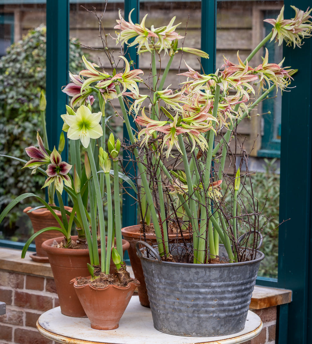 Sarah Raven Bulbs Amaryllis Mystica Blumenzwiebel 1 Zwiebel gestreift
