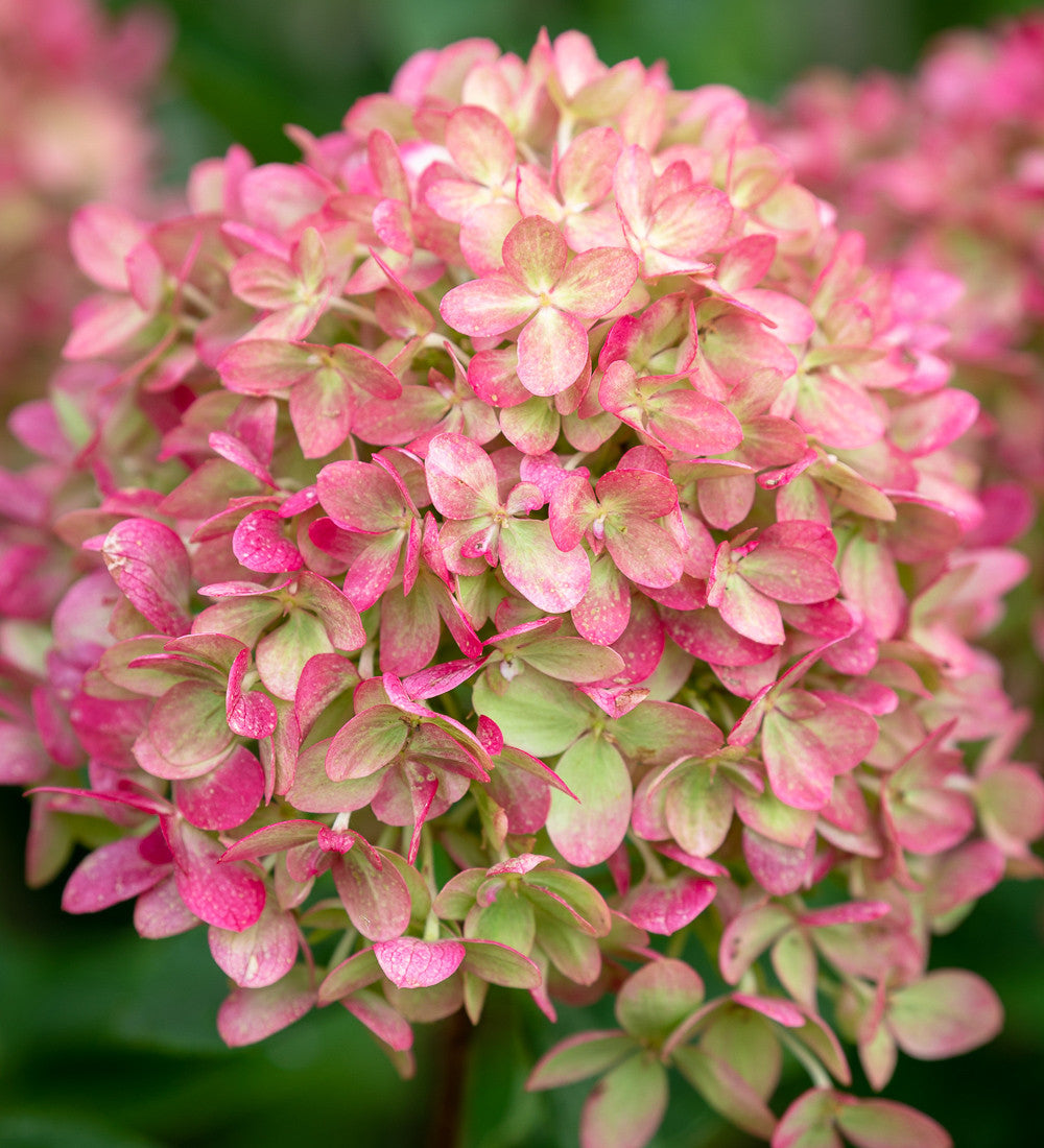 Sarah Raven Plants Hydrangea paniculata Little Fresco Hortensie 2 L