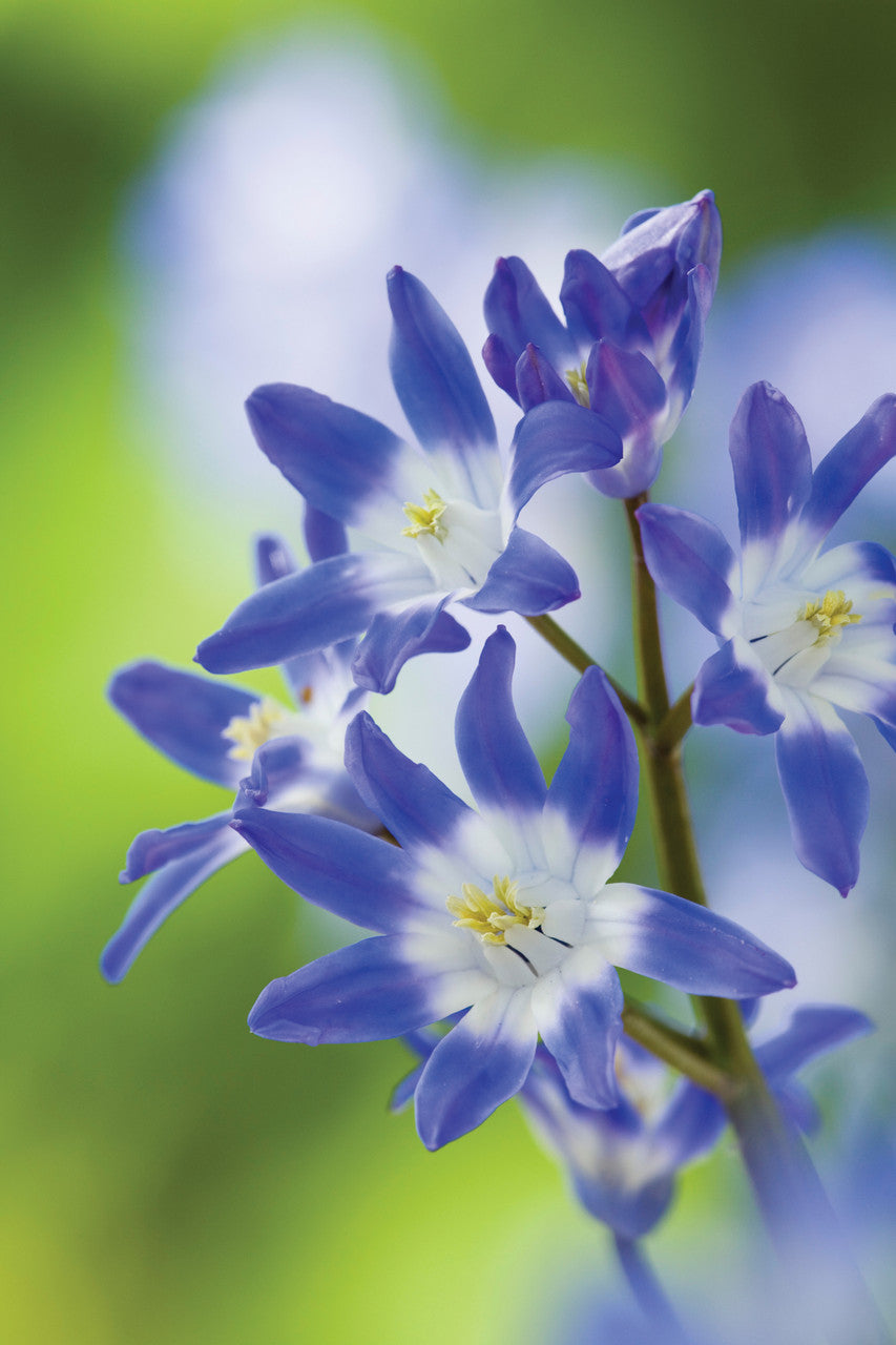 Sarah Raven Bulbs Chionodoxa forbesii Blumenzwiebeln 50 Stück blau