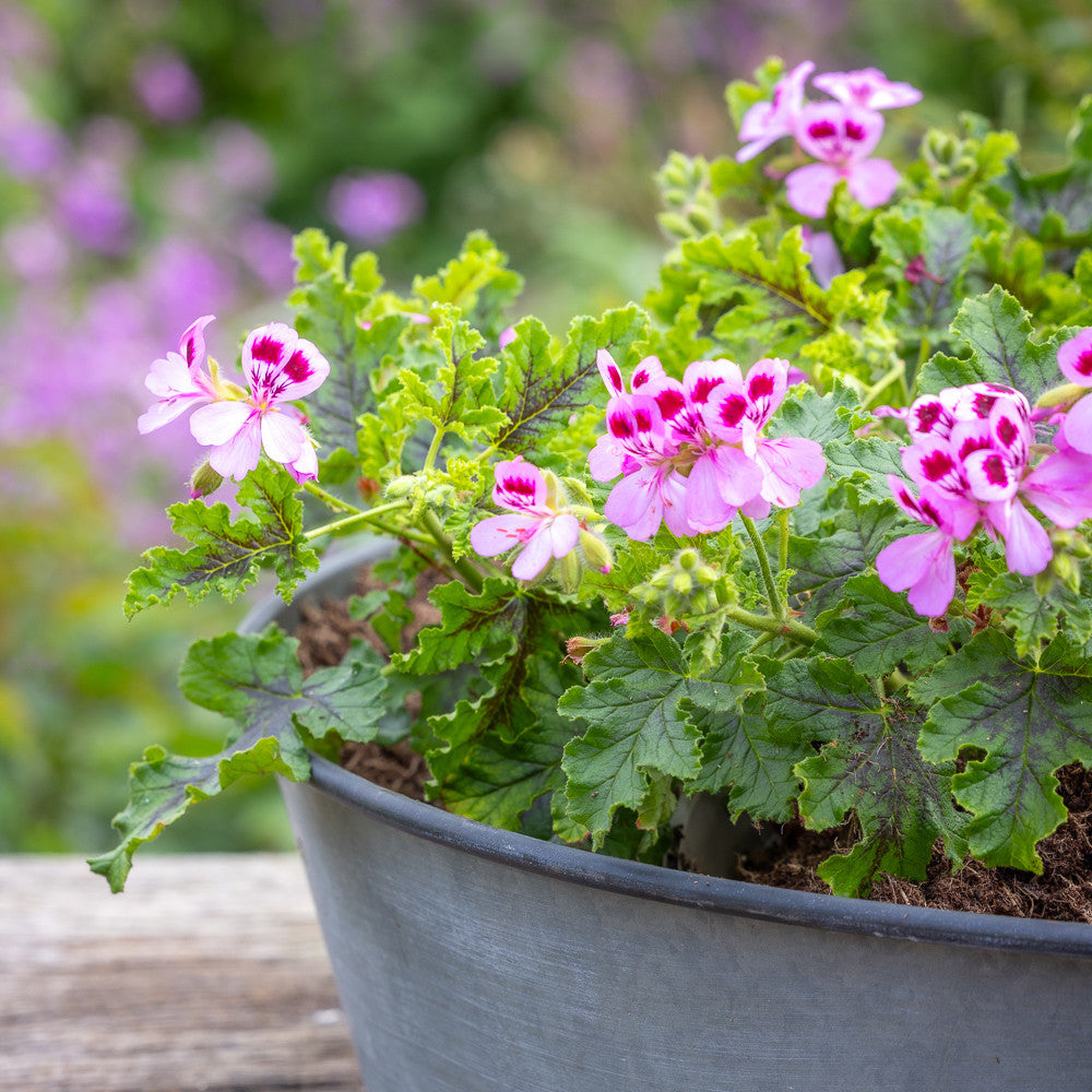 Sarah Raven Plants Pelargonium quercifolium Pflanze 3x9cm duftend