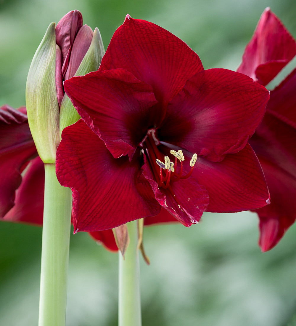 Sarah Raven Bulbs Favourite Amaryllis Zwiebeln 3 Stück rot grün