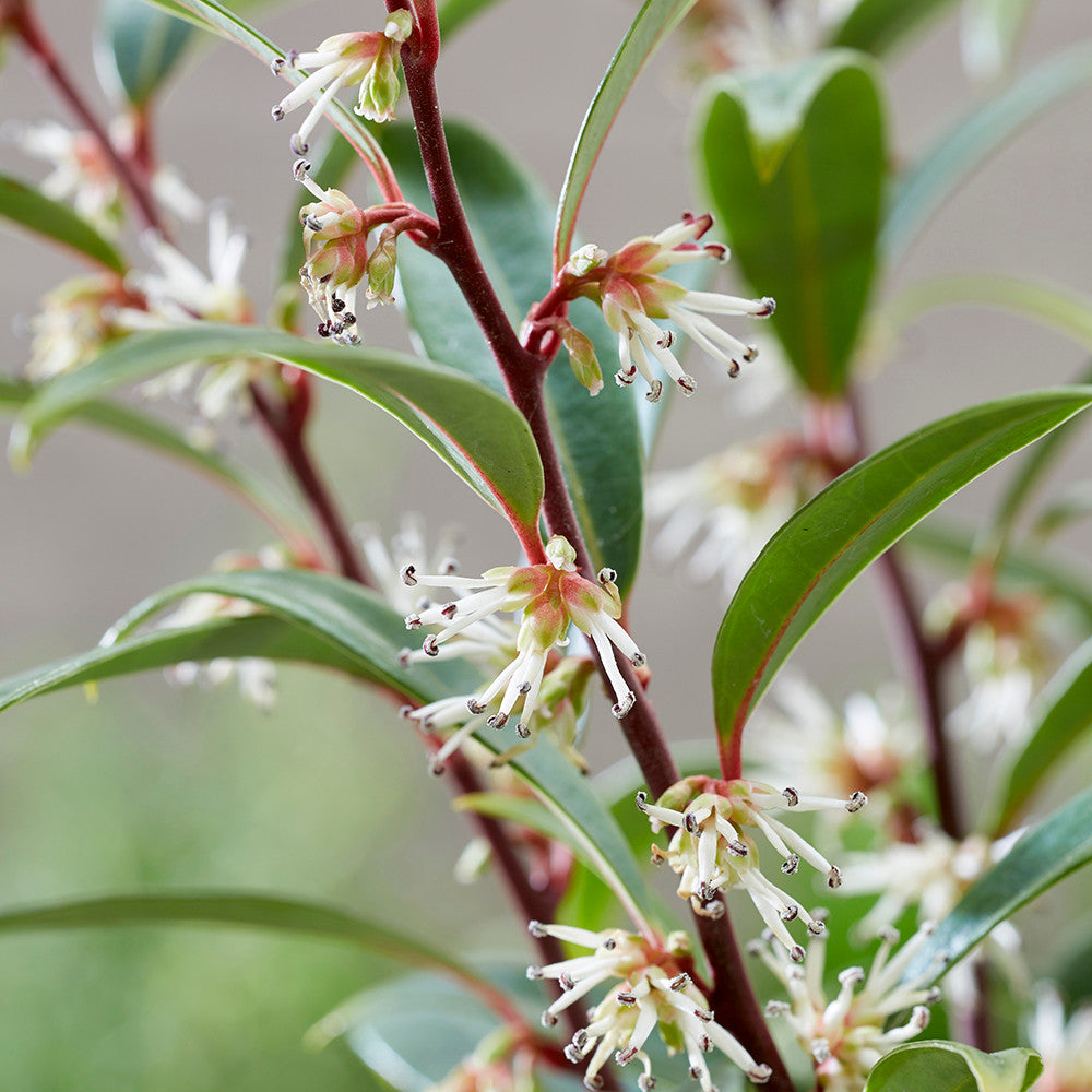 Sarah Raven Plants Sarcococca Purple Gem Pflanze 2 Liter Topf Duft