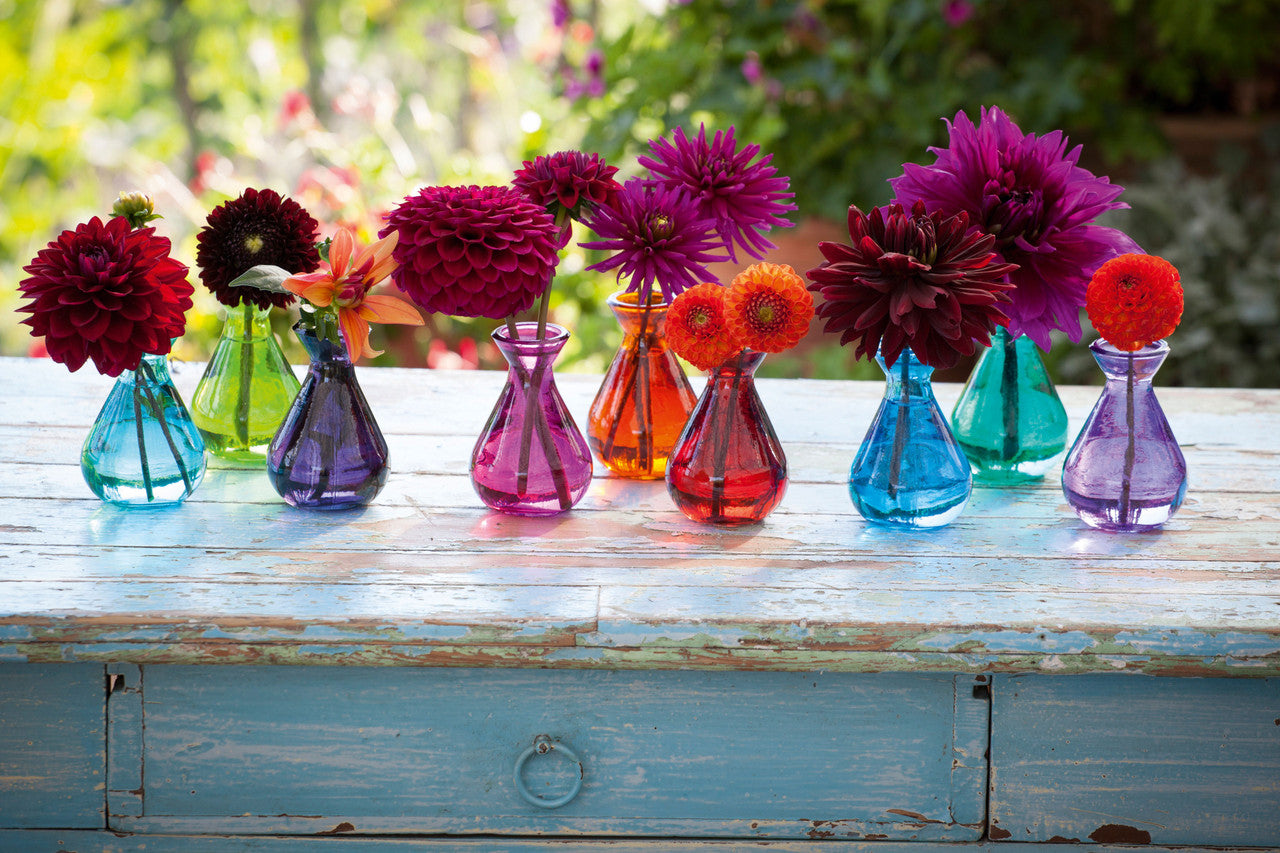 Sarah Raven Bulbs Venetian Dahlia Collection Knollen 8 Knollen bunt