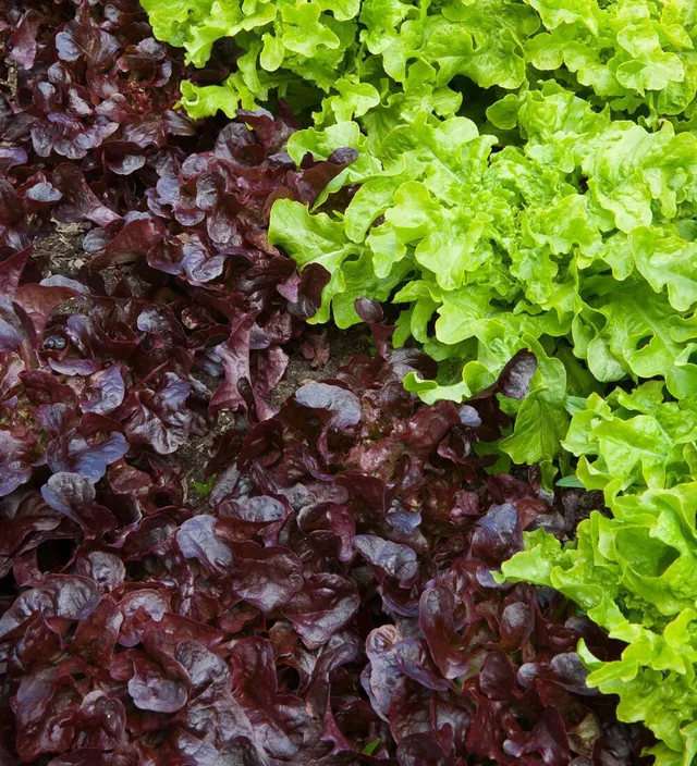 Sarah Raven Seeds Salat Red Salad Bowl Samen 250 Stk bio