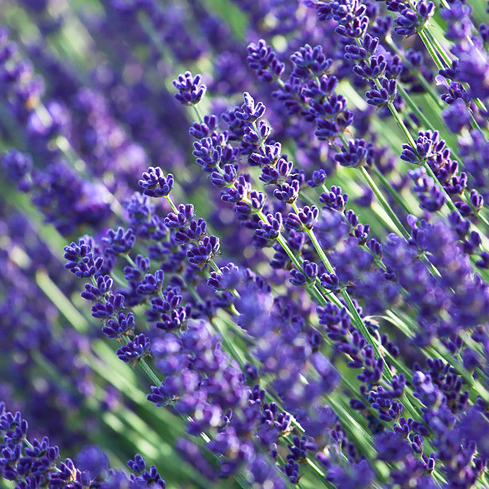 Sarah Raven Plants Lavendel Munstead Pflanze 2-Liter-Topf
