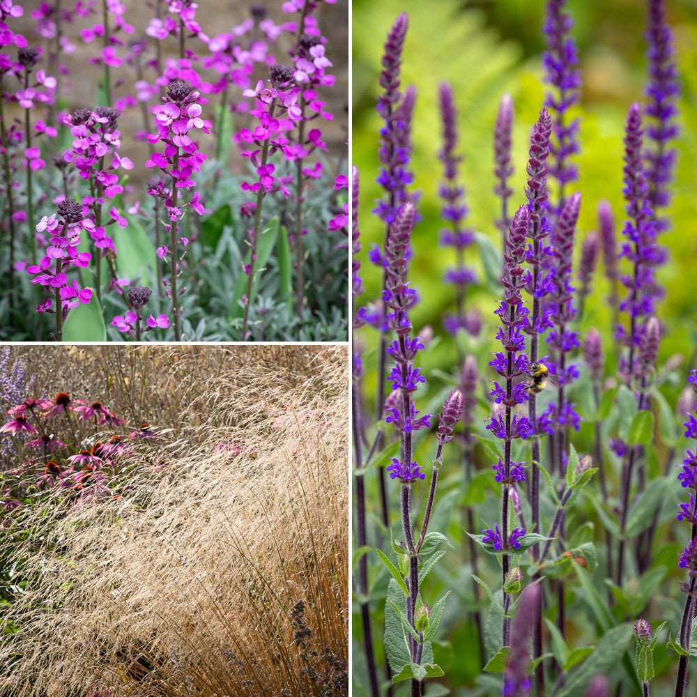Sarah Raven Plants Chalky Soil Border Collection Staude 18x9cm lila