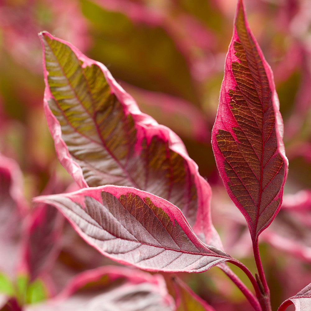 Sarah Raven Cornus alba Miracle Strauch 1x2L Topf rotlaubig
