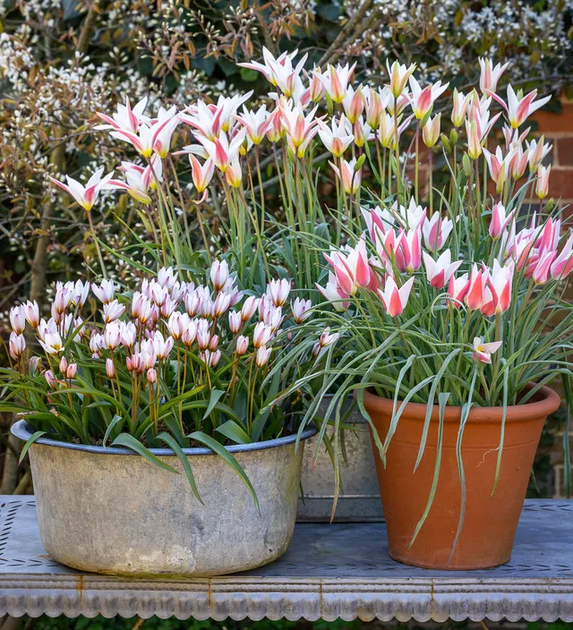 Sarah Raven Bulbs Tiny Dancer Tulpenzwiebeln 60 Stück
