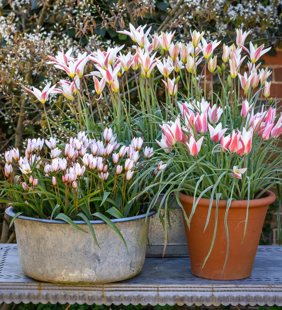 Sarah Raven Bulbs Tiny Dancer Tulpenzwiebeln 60 Stück