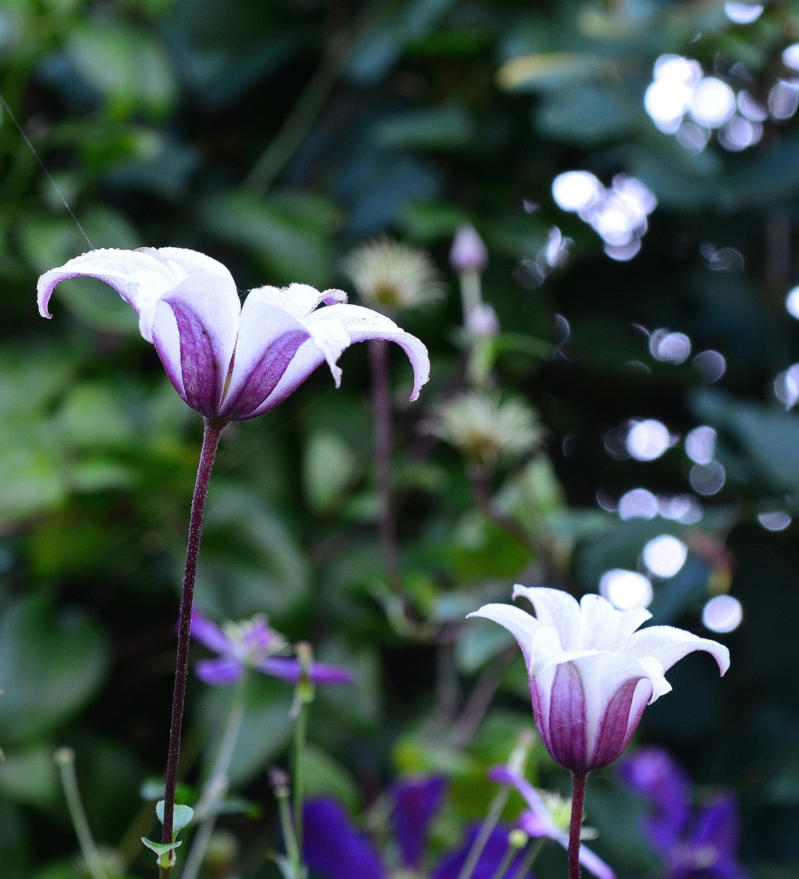 Sarah Raven Plants Clematis texensis Princess Kate Waldrebe 2L weiß