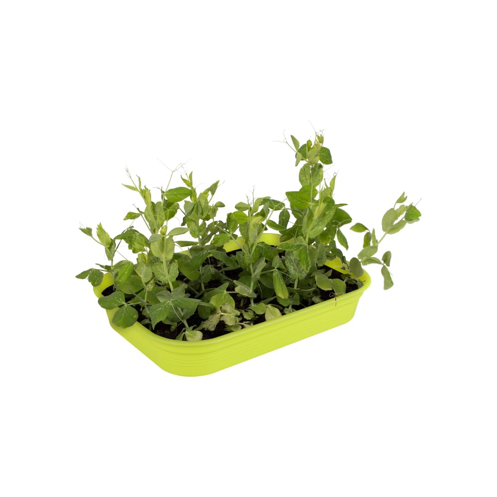 elho Green Basics Anzucht Schale M Pflanzschale Lime Grün