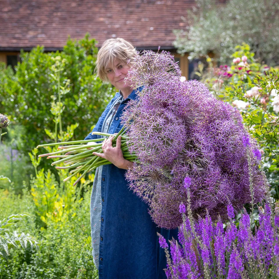Sarah Raven Bulbs Allium cristophii Zwiebeln 15 Zwiebeln lila