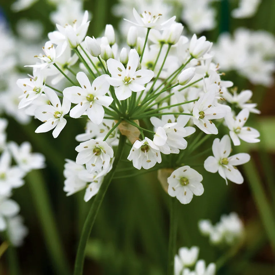 Sarah Raven Bulbs Allium Cowanii Blumenzwiebeln 20 Stück weiß