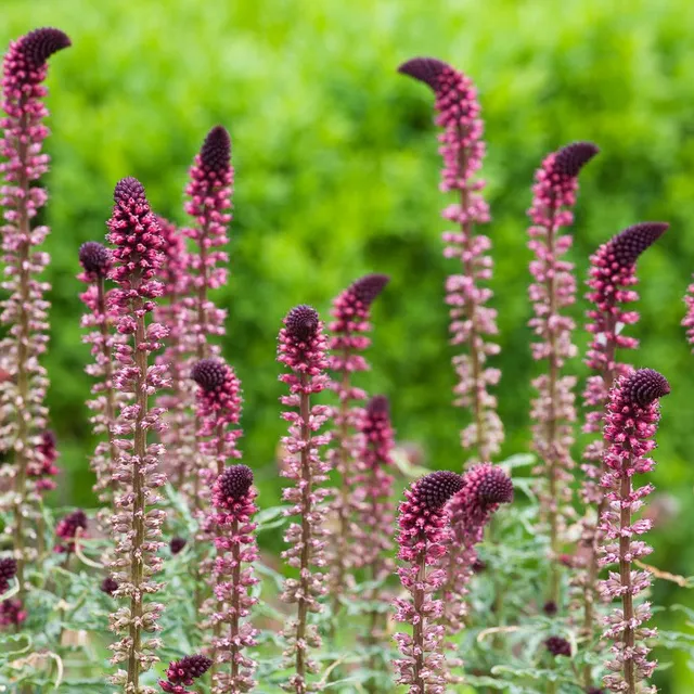 Sarah Raven Lysimachia Beaujolais Staude 3 x 9 cm Topf rot
