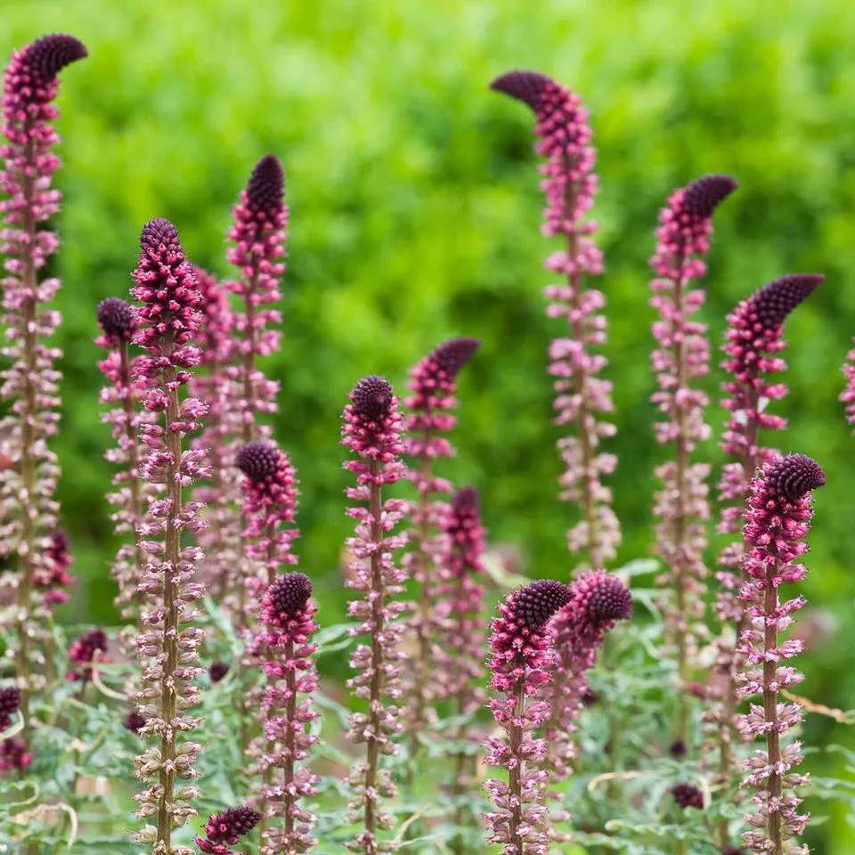 Sarah Raven Lysimachia Beaujolais Staude 3 x 9 cm Topf rot