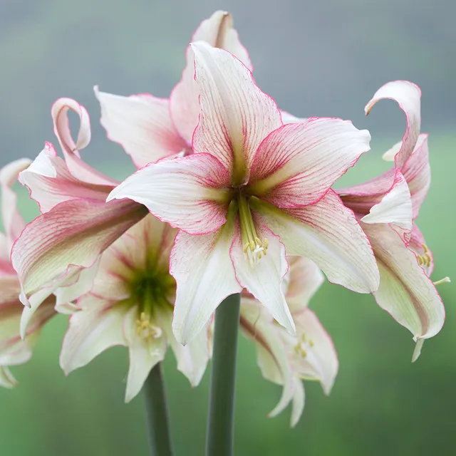 Sarah Raven Bulbs Amaryllis Green Magic Blumenzwiebel 1 Zwiebel
