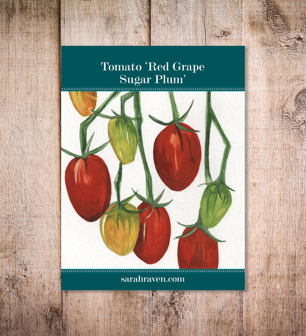 Sarah Raven Tomato Sugar Plum F1 Tomatensamen 10 Samen süß
