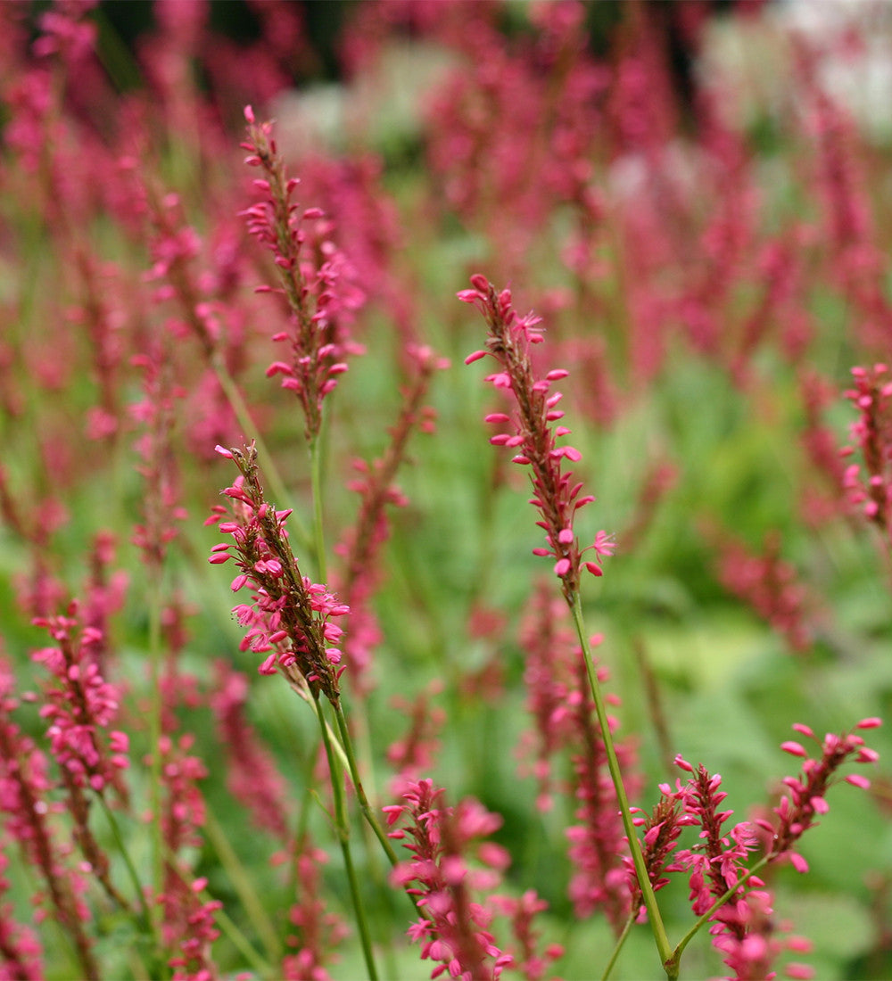 Sarah Raven Plants Persicaria Firetail Staude 3x 9cm Töpfe rot
