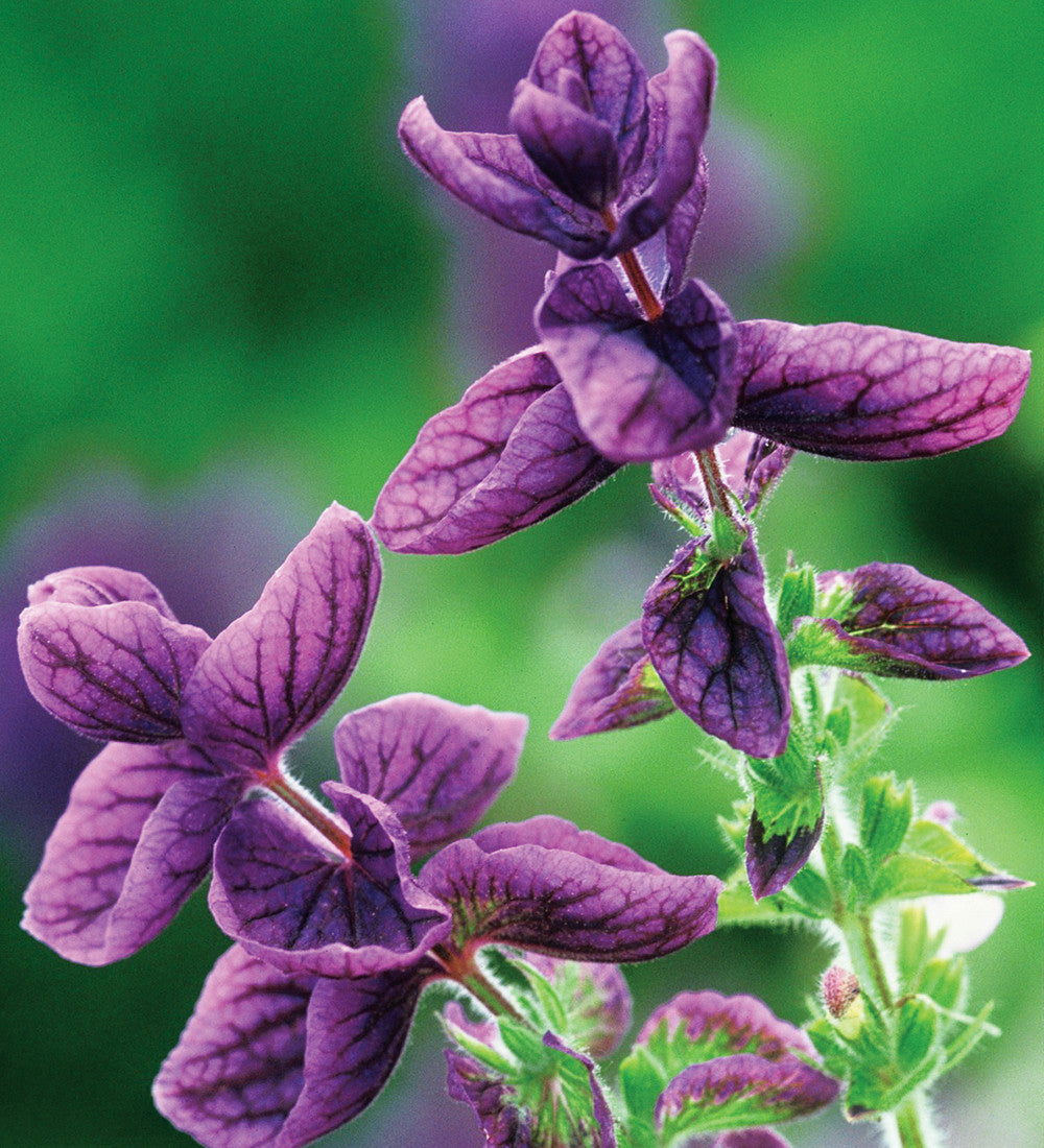 Sarah Raven Seeds Amethyst Sapphire Blumensamen 700 Samen Schnittblumen