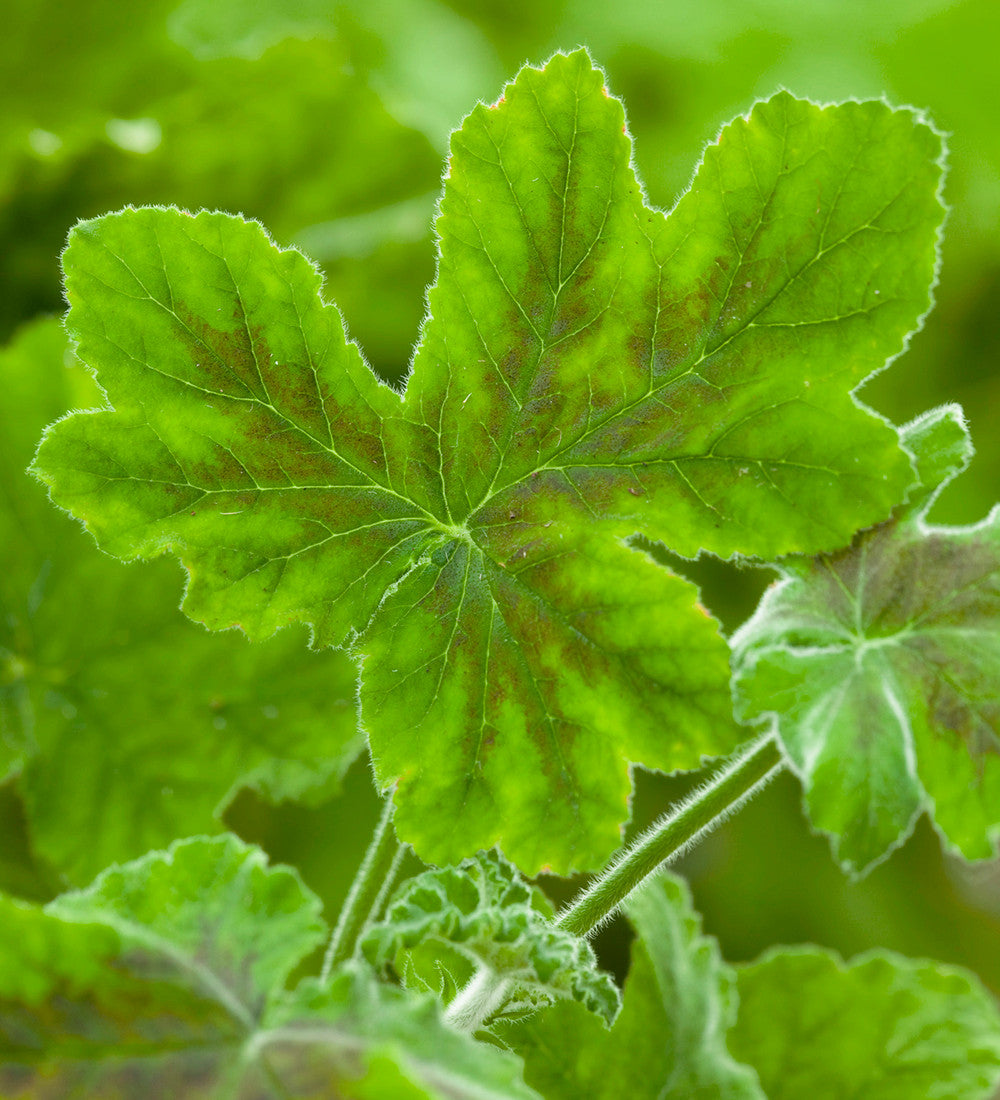 Sarah Raven Plants Pelargonium Chocolate Peppermint Pflanze 2L