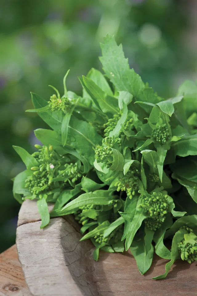 Sarah Raven Seeds Broccoli Raab Cima di Rapa Samen 1000