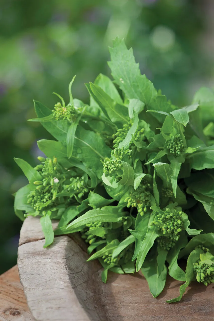 Sarah Raven Seeds Broccoli Raab Cima di Rapa Samen 1000