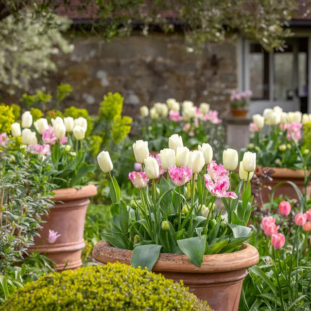 Sarah Raven Bulbs Doorstep Tulpenzwiebeln 30 Stück Mischung