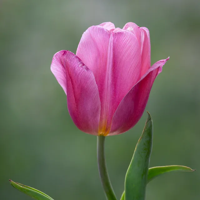 Sarah Raven Bulbs Tulpe Copex Pink Blumenzwiebeln 10 Stück rosa