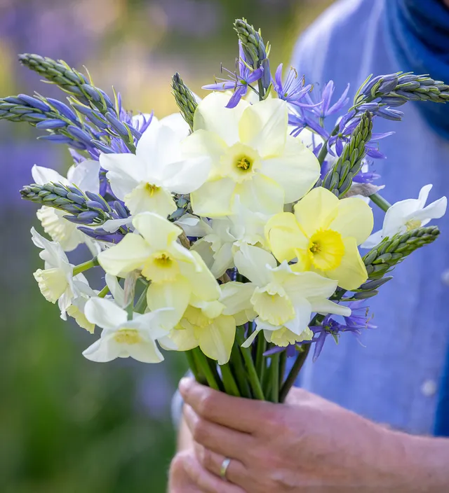 Sarah Raven Bulbs Spring Meadow Blumenzwiebeln 40 Stück Wiese