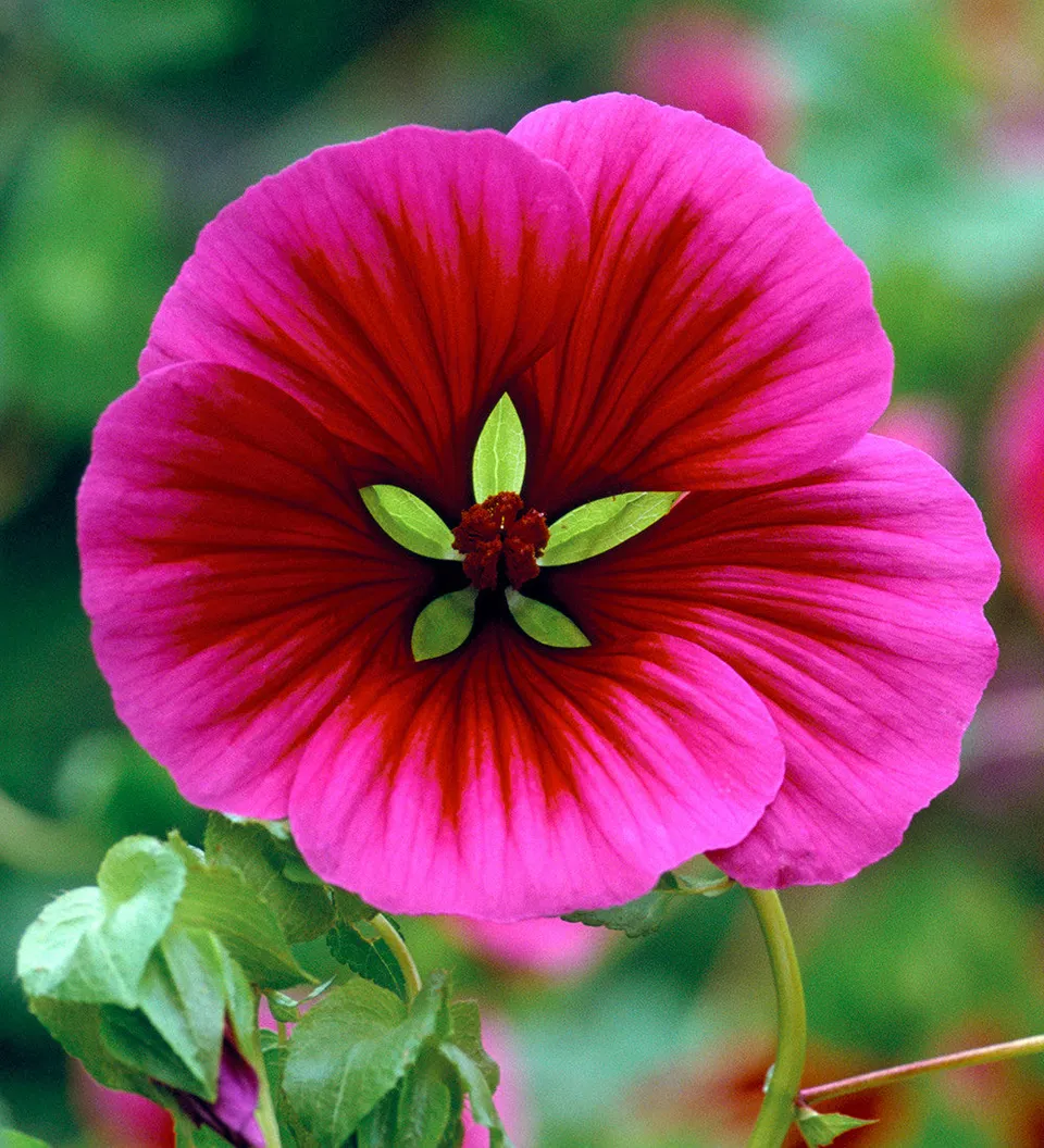 Sarah Raven Seeds Malope Vulcan Samen 70 Stück magenta